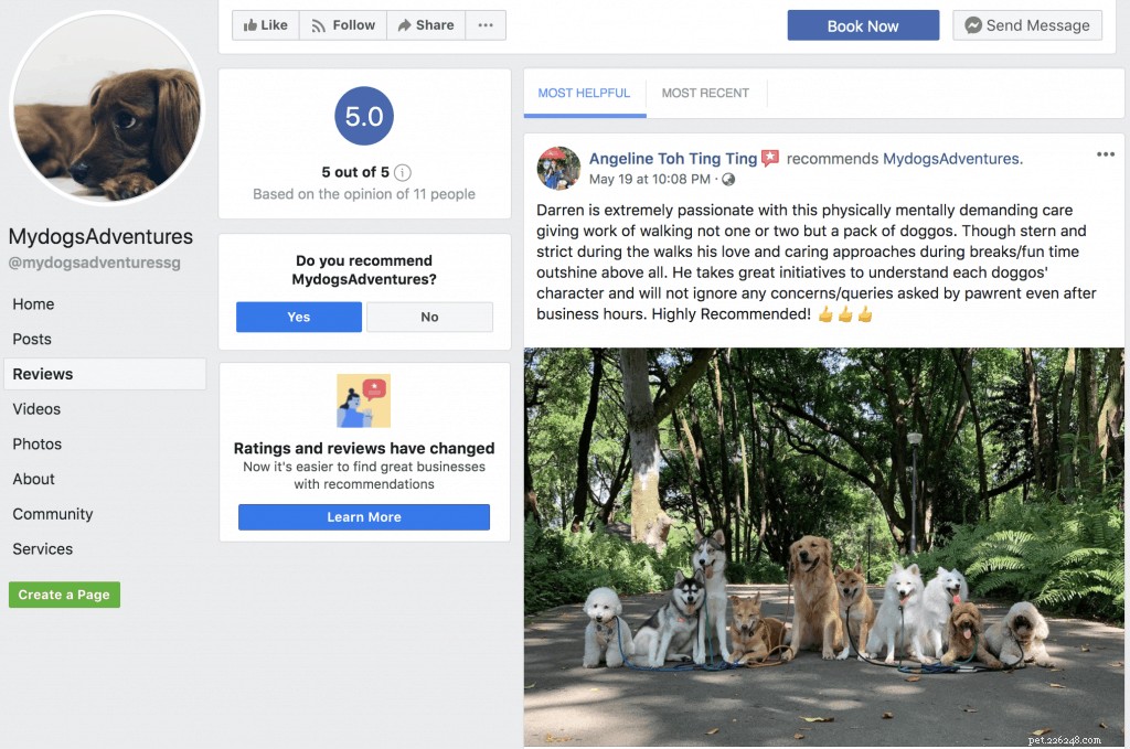 Master Dog Walking: 7 Proven Tips from Singapore’s Expert Walker