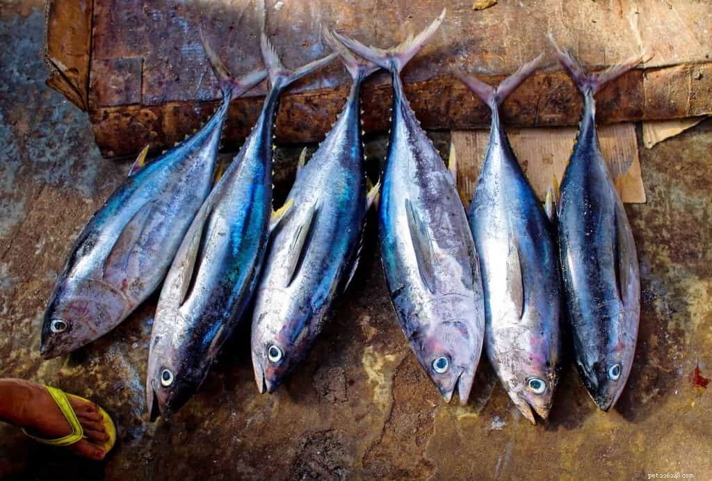 Dogs & Fish: Expert Nutrition Guide & Safe Homemade Recipes