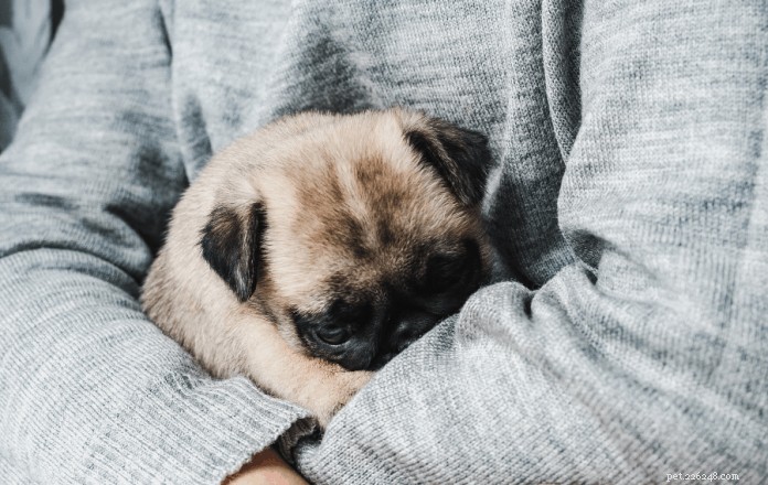 Top 7 Pet Cremation Services & Columbariums in Singapore – Compassionate Farewells