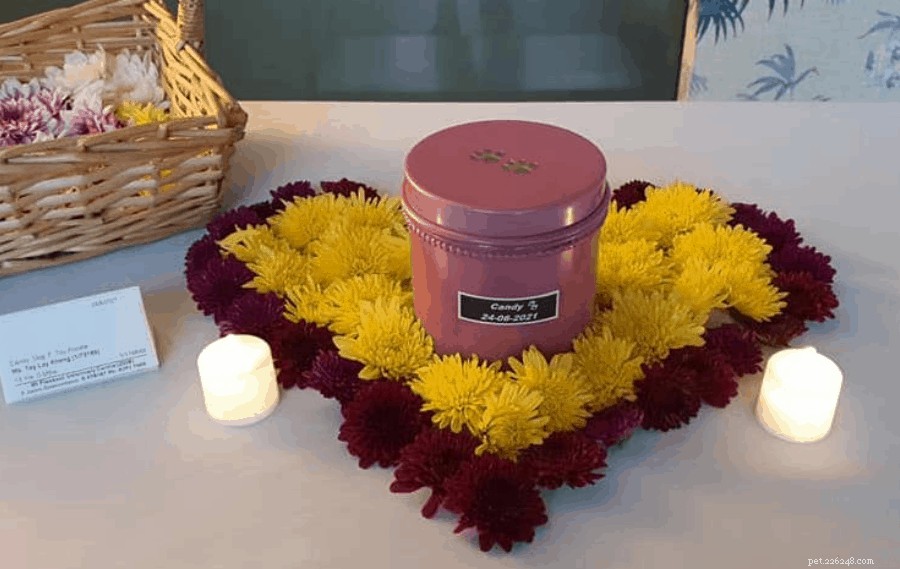 Top 7 Pet Cremation Services & Columbariums in Singapore – Compassionate Farewells