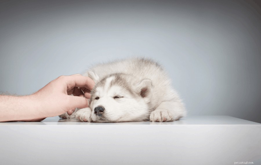 Top 7 Pet Cremation Services & Columbariums in Singapore – Compassionate Farewells