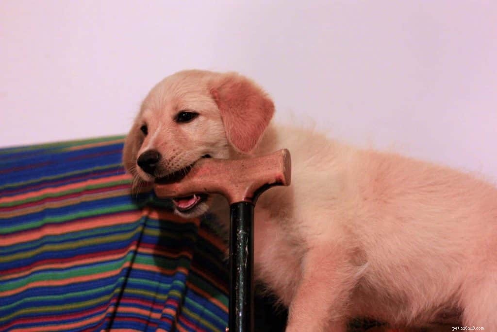 Stop Puppy Biting: Proven Tips from The Dog Whisperer & Top Training Experts