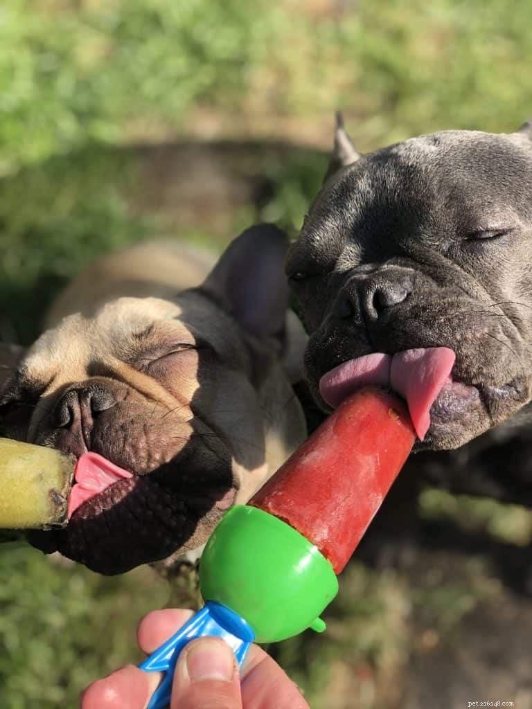 Top 10 Pet Expert‑Approved Homemade Dog Ice Cream Recipes & Ingredient Benefits