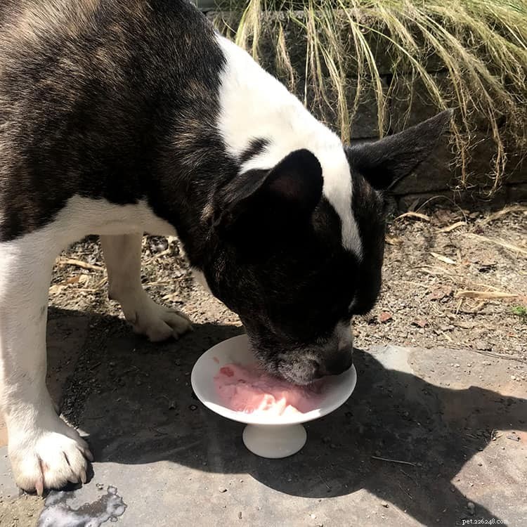 Top 10 Pet Expert‑Approved Homemade Dog Ice Cream Recipes & Ingredient Benefits