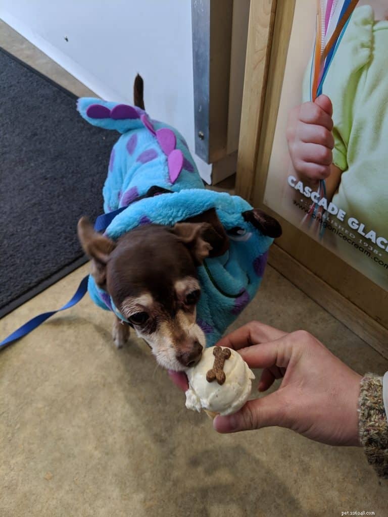 Top 10 Pet Expert‑Approved Homemade Dog Ice Cream Recipes & Ingredient Benefits