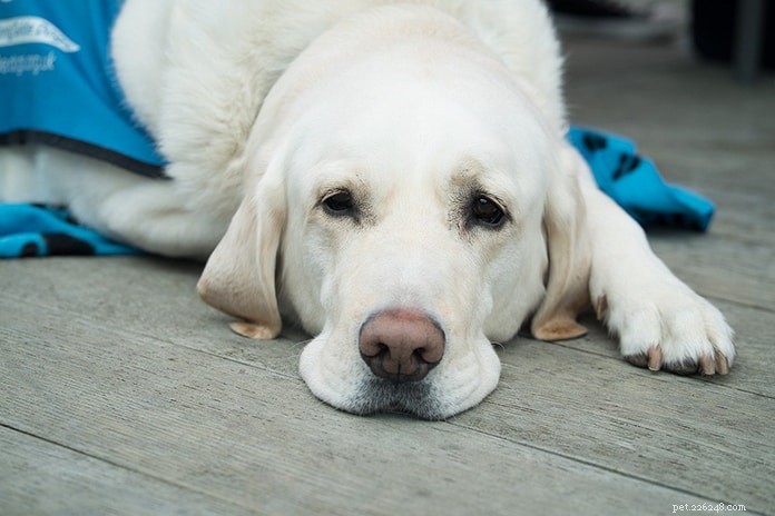 COVID-19 and Pets: Expert Advice to Protect You and Your Companion Animal