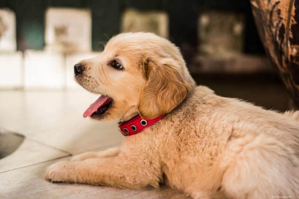 COVID-19 and Pets: Expert Advice to Protect You and Your Companion Animal