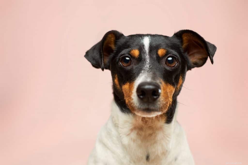 COVID-19 and Pets: Expert Advice to Protect You and Your Companion Animal