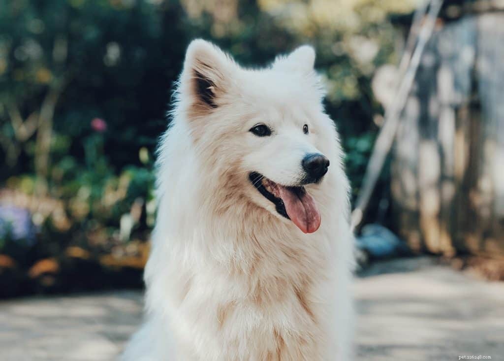 Veterinary Insights: 7 Key FAQs on Owning a Samoyed in Singapore