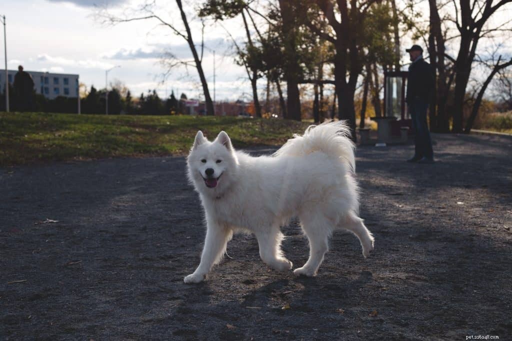 Veterinary Insights: 7 Key FAQs on Owning a Samoyed in Singapore