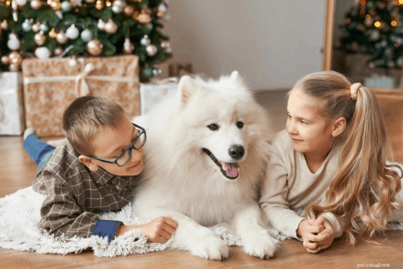 Veterinary Insights: 7 Key FAQs on Owning a Samoyed in Singapore