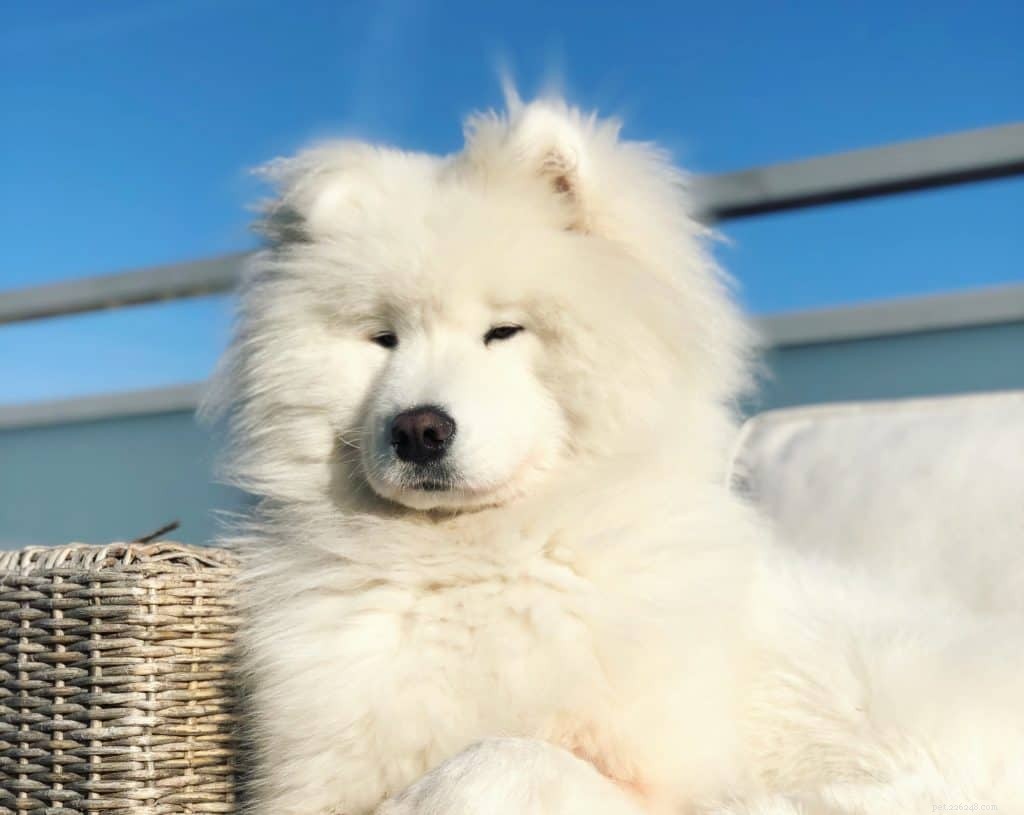 Veterinary Insights: 7 Key FAQs on Owning a Samoyed in Singapore