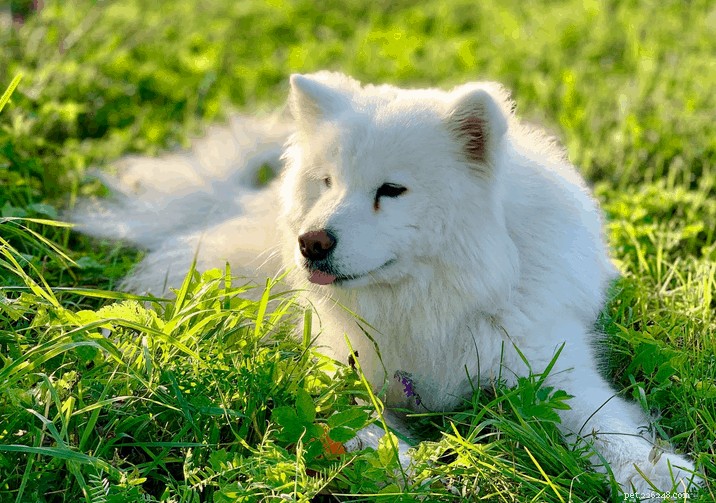 Veterinary Insights: 7 Key FAQs on Owning a Samoyed in Singapore