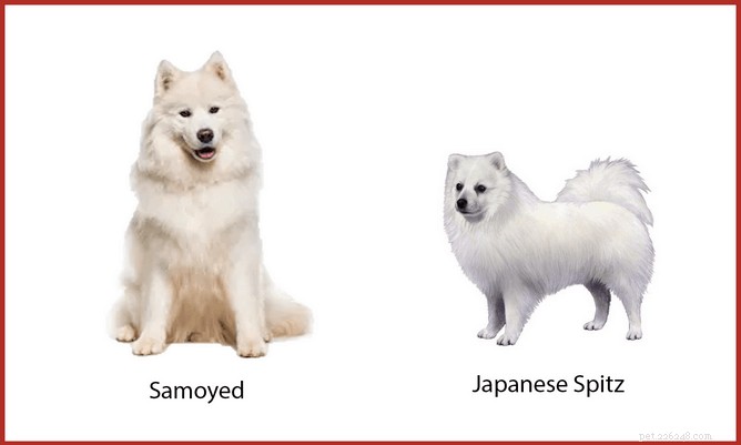 Veterinary Insights: 7 Key FAQs on Owning a Samoyed in Singapore