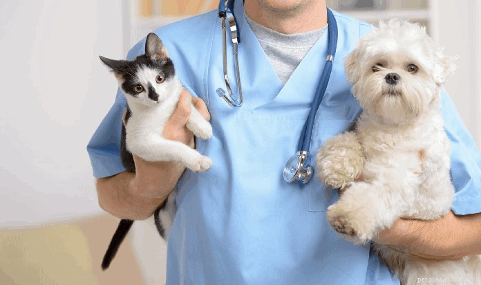 2020 Singapore Pet Insurance Guide: Compare Top Policies & Save