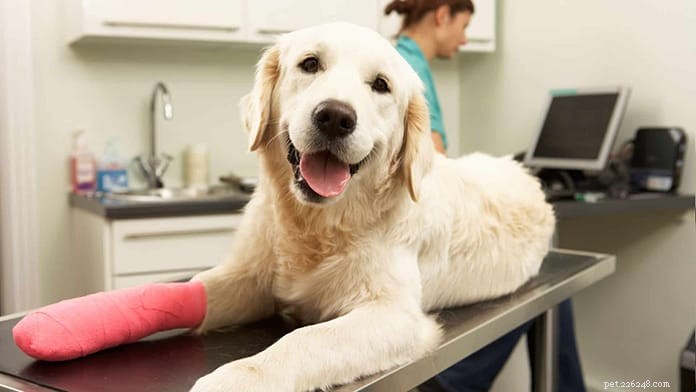 2020 Singapore Pet Insurance Guide: Compare Top Policies & Save