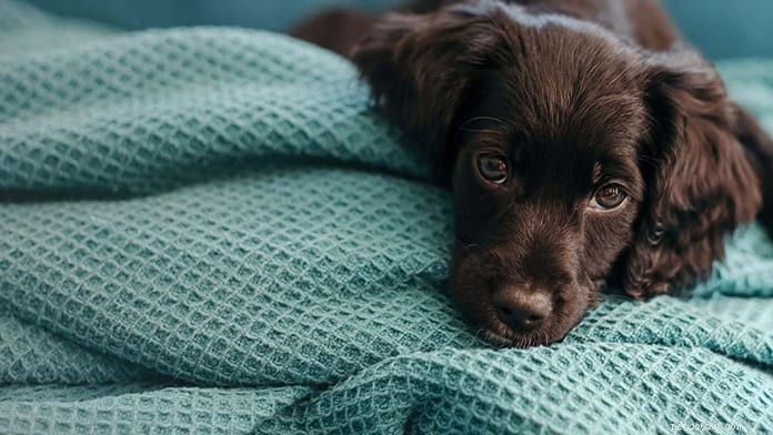 2020 Singapore Pet Insurance Guide: Compare Top Policies & Save
