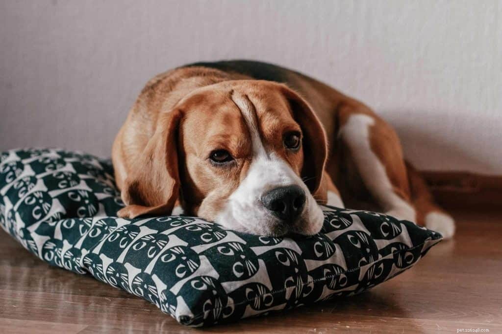 Expert Tips for Supporting Your Dog During COVID-19 Lockdowns