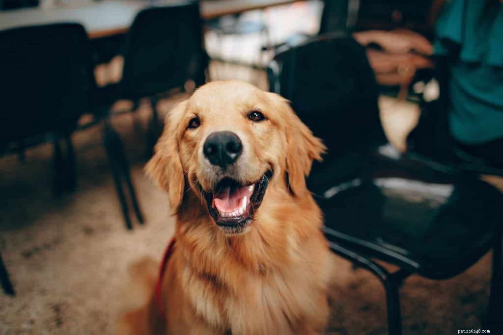 Expert Tips for Supporting Your Dog During COVID-19 Lockdowns