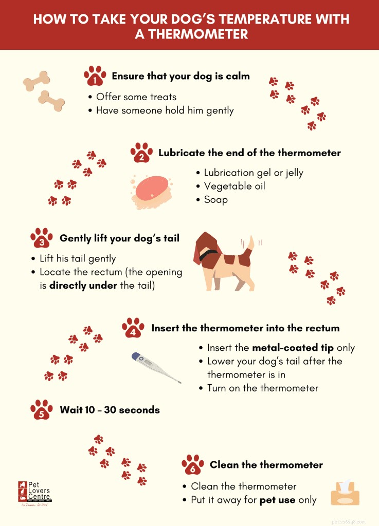 Vet-Approved Guide: Spotting Dog Fever, Causes & Care