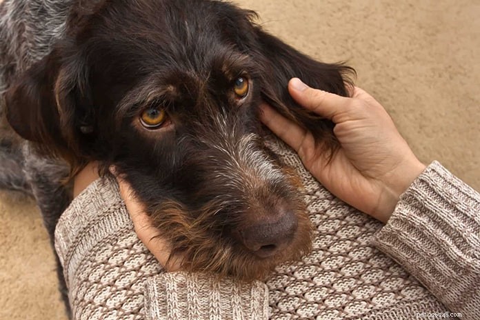 Vet-Approved Guide: Spotting Dog Fever, Causes & Care