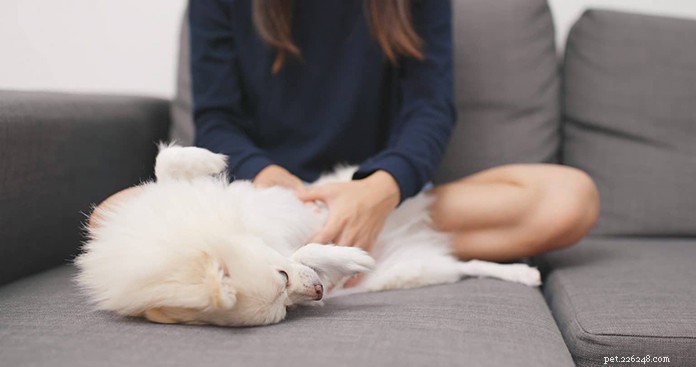 Vet-Approved Guide: Spotting Dog Fever, Causes & Care