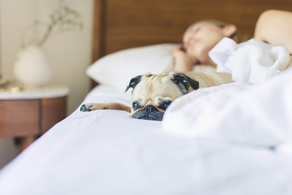Vet-Approved Guide: Spotting Dog Fever, Causes & Care