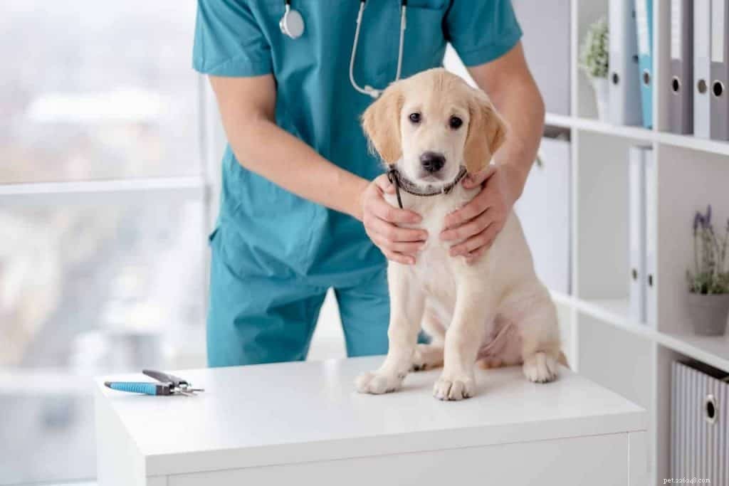 Vet-Approved Guide: Spotting Dog Fever, Causes & Care