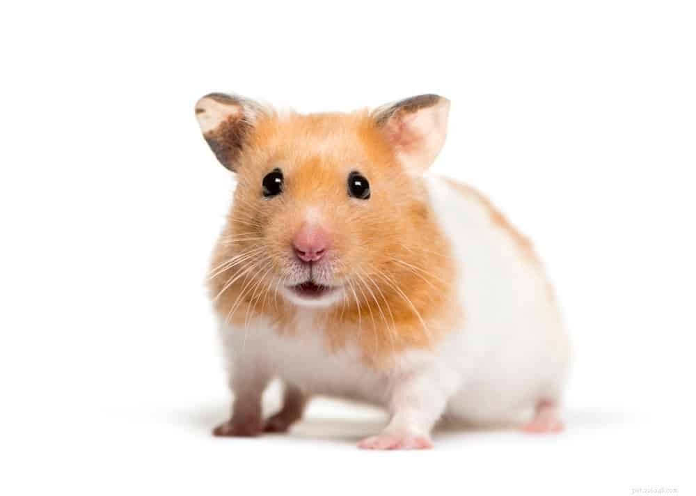 18 Low-Maintenance Pet Breeds Perfect for Busy Professionals