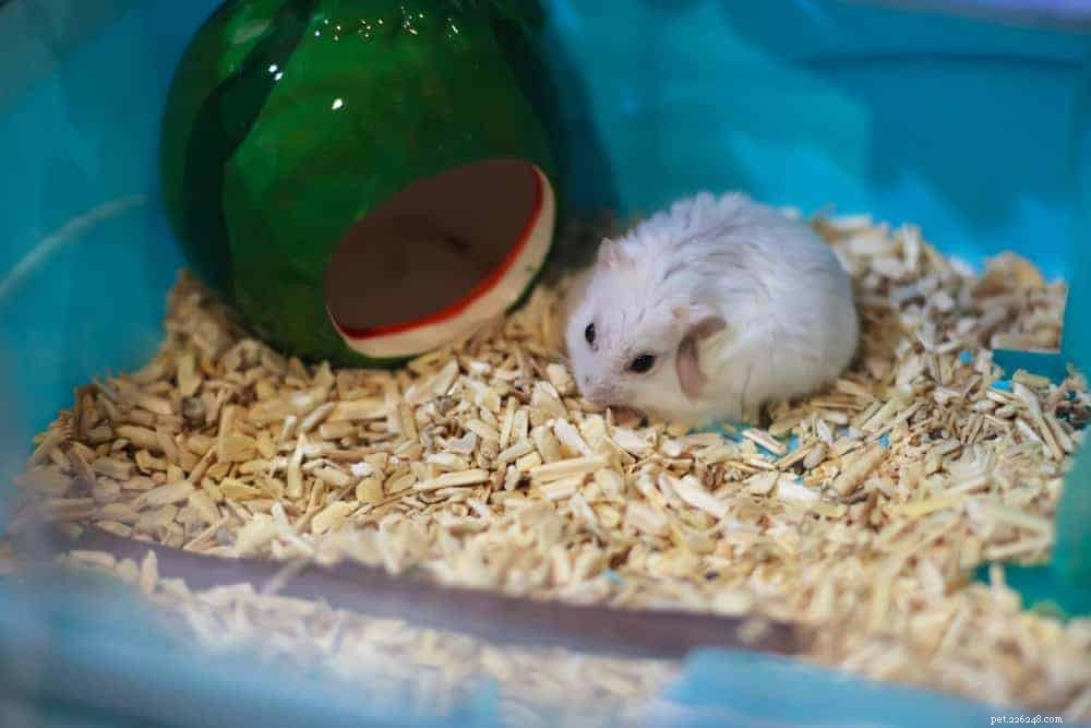 18 Low-Maintenance Pet Breeds Perfect for Busy Professionals