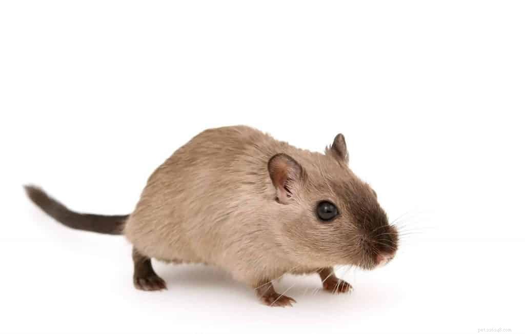 18 Low-Maintenance Pet Breeds Perfect for Busy Professionals