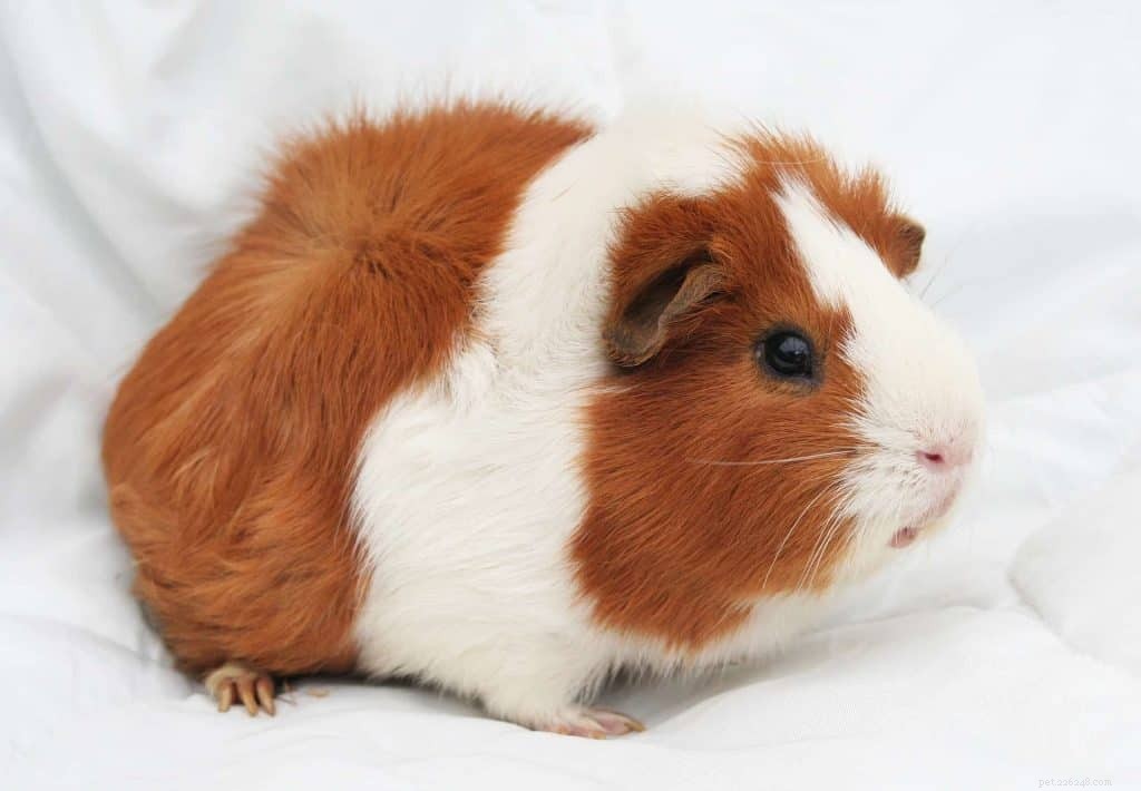 18 Low-Maintenance Pet Breeds Perfect for Busy Professionals