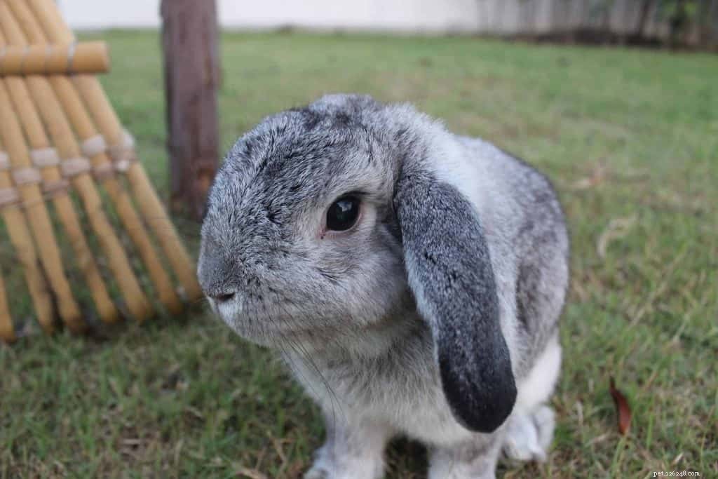 18 Low-Maintenance Pet Breeds Perfect for Busy Professionals