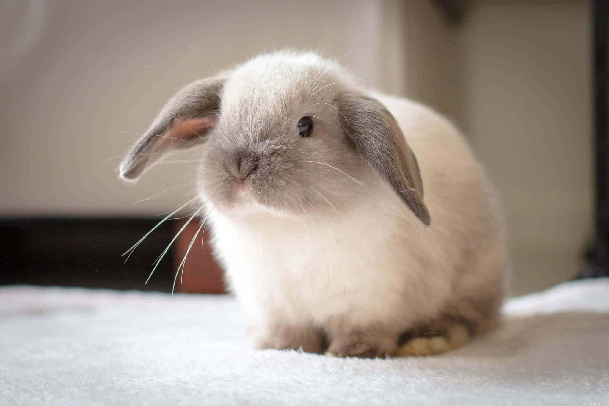 18 Low-Maintenance Pet Breeds Perfect for Busy Professionals