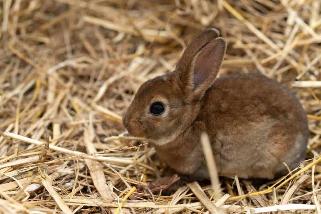 18 Low-Maintenance Pet Breeds Perfect for Busy Professionals