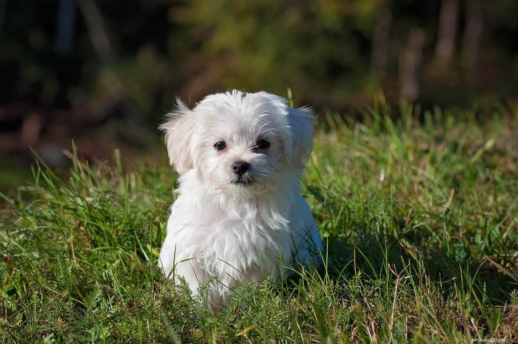 18 Low-Maintenance Pet Breeds Perfect for Busy Professionals