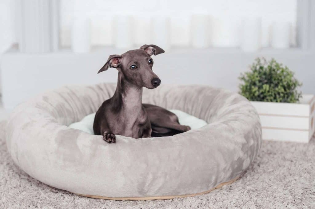 18 Low-Maintenance Pet Breeds Perfect for Busy Professionals