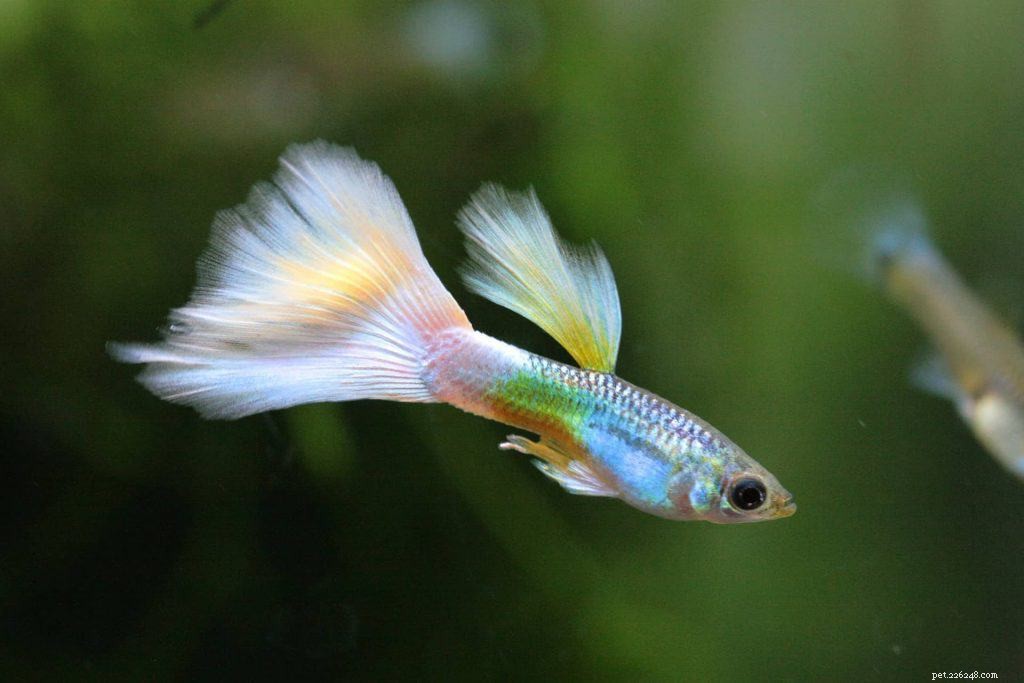 18 Low-Maintenance Pet Breeds Perfect for Busy Professionals