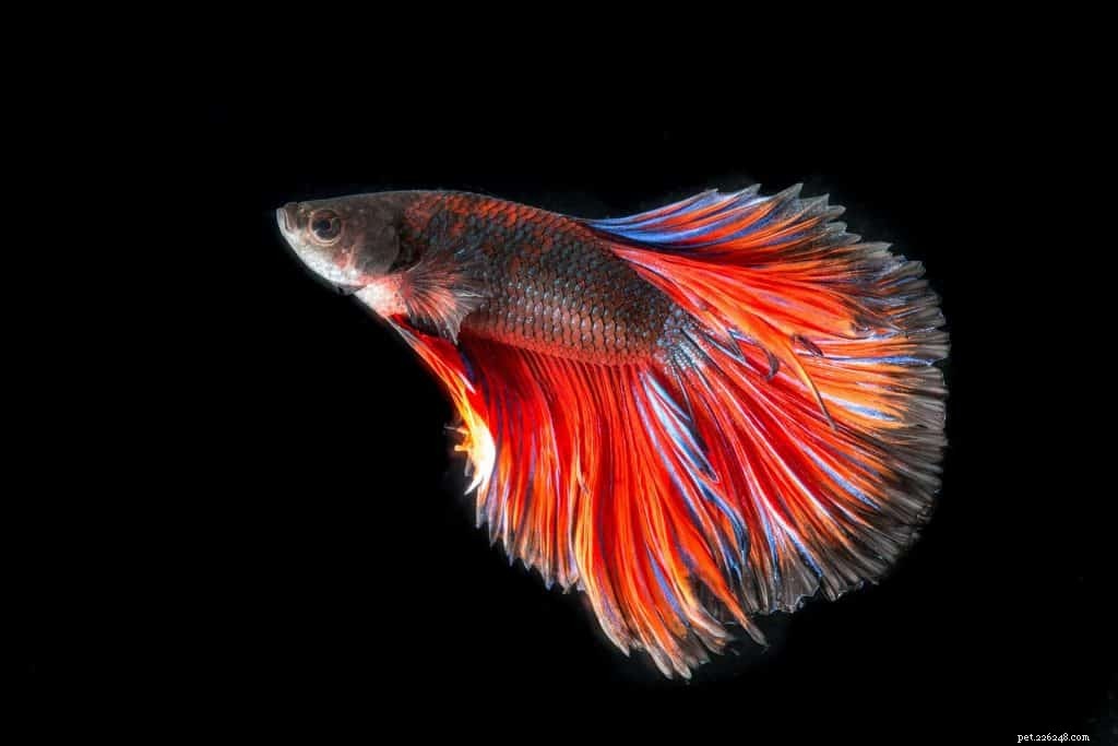 18 Low-Maintenance Pet Breeds Perfect for Busy Professionals