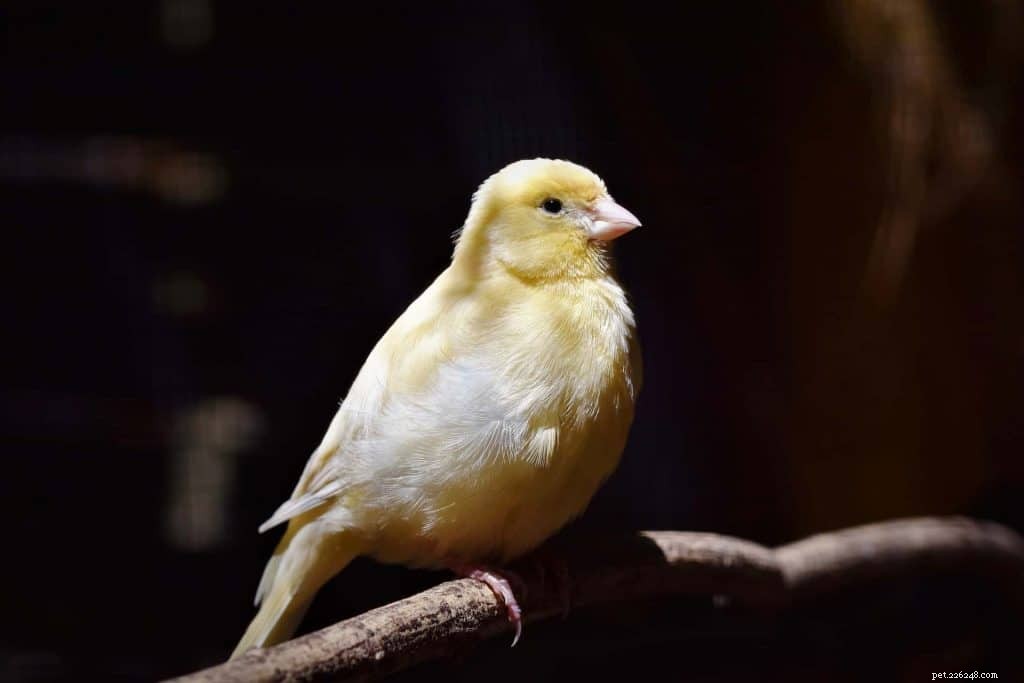 18 Low-Maintenance Pet Breeds Perfect for Busy Professionals