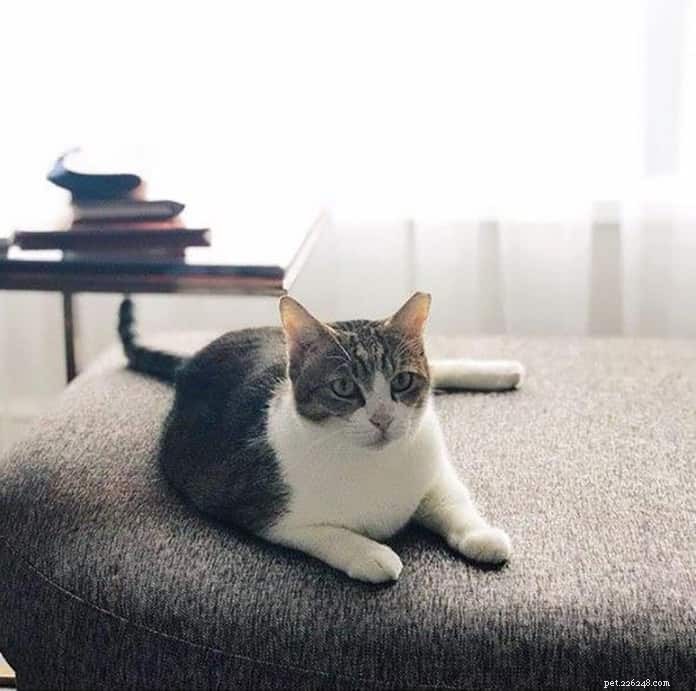 Top 13 Pet‑Friendly Hotels, Serviced Apartments & Chalets in Singapore for the Perfect Staycation