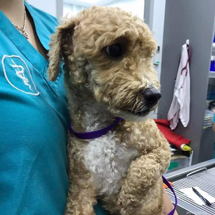 Top 21 Veterinary Clinics in Singapore – 24/7, Emergency, and Home‑Visit Services