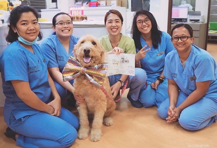 Top 21 Veterinary Clinics in Singapore – 24/7, Emergency, and Home‑Visit Services