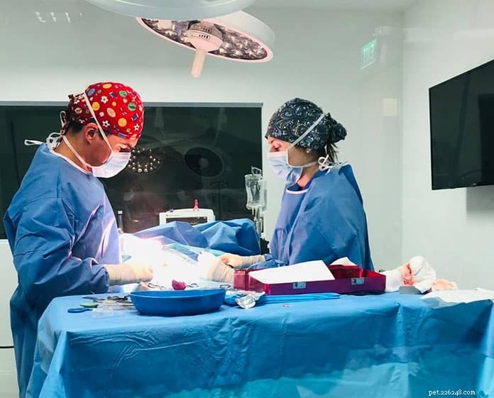 Top 21 Veterinary Clinics in Singapore – 24/7, Emergency, and Home‑Visit Services