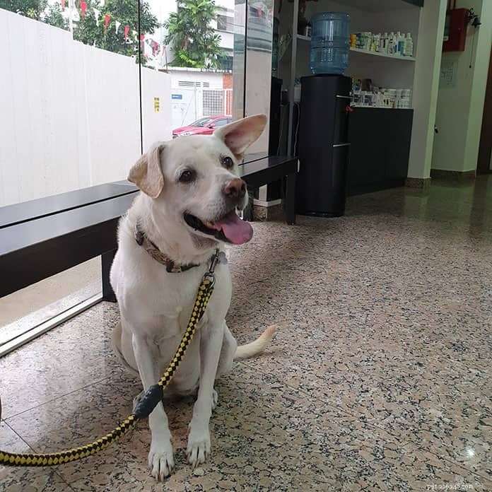 Top 21 Veterinary Clinics in Singapore – 24/7, Emergency, and Home‑Visit Services