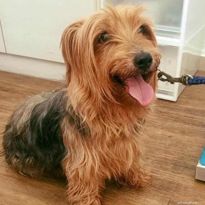 Top 21 Veterinary Clinics in Singapore – 24/7, Emergency, and Home‑Visit Services