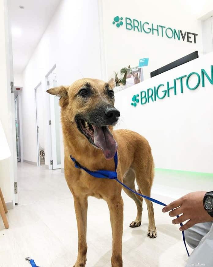 Top 21 Veterinary Clinics in Singapore – 24/7, Emergency, and Home‑Visit Services
