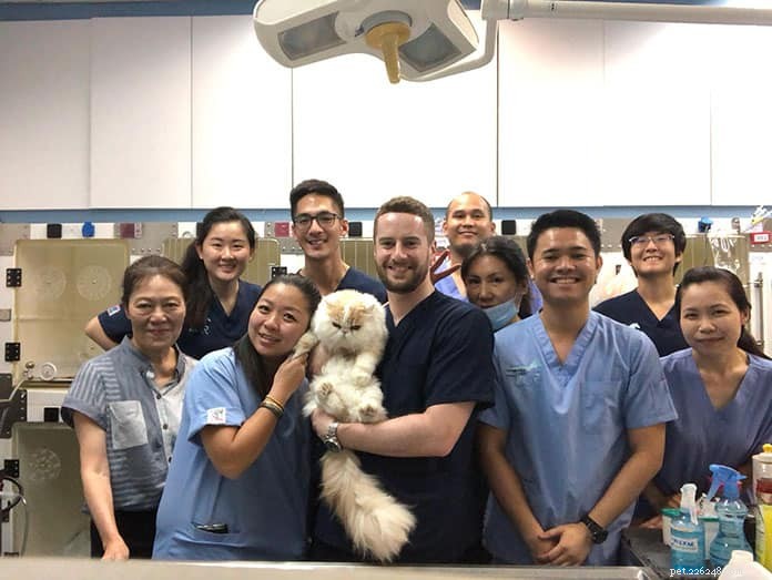Top 21 Veterinary Clinics in Singapore – 24/7, Emergency, and Home‑Visit Services