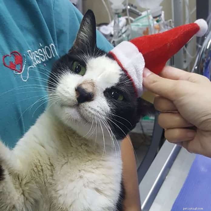 Top 21 Veterinary Clinics in Singapore – 24/7, Emergency, and Home‑Visit Services