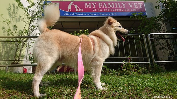 Top 21 Veterinary Clinics in Singapore – 24/7, Emergency, and Home‑Visit Services